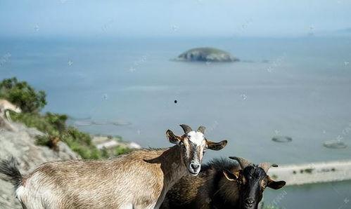 钓鱼爆料老山羊视频大全,老山羊视频大全中的钓鱼技巧与心得 第3张 钓鱼爆料老山羊视频大全,老山羊视频大全中的钓鱼技巧与心得 第3张